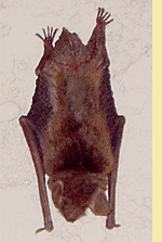 Mexican Brown Bat