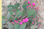 Beavertail prickly pear in bloom