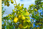 Citrus at the ranch