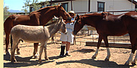 Staff Meeting in the Corral