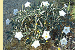 Night-blooming datura
