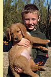 Retriever puppy