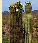 Saguaro in bloom