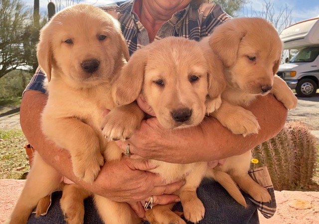 lab and retriever mix puppies
